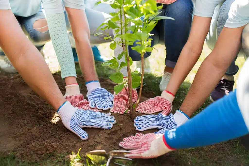 Proiect de Mediu – Plantarea de Copaci în România